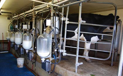 یارانه شیر سه ماه اول ۹۳ دامداران سرخس پرداخت شد