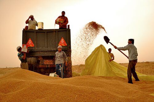 کاهش ۵۰ درصدی تولید گندم در سرخس