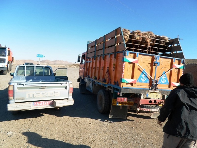 بازگرداندن ۳۰۰ رأس گوسفند عشایر به شهرستان مبدا در سرخس+عکس