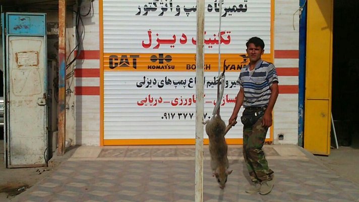 شکار موش ۲۷ کیلویی در بوشهر+ عکس