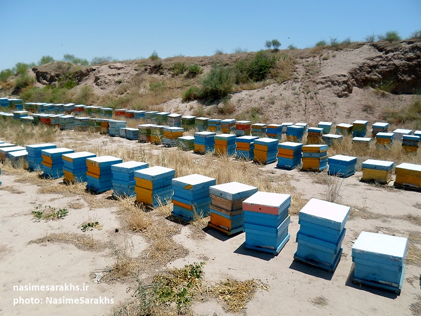 کوچ کندوهای زنبورعسل به شهرستان سرخس+تصاویر