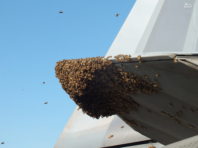 زنبورها جنگنده اف ۲۲ را زمین گیر کردند+عکس