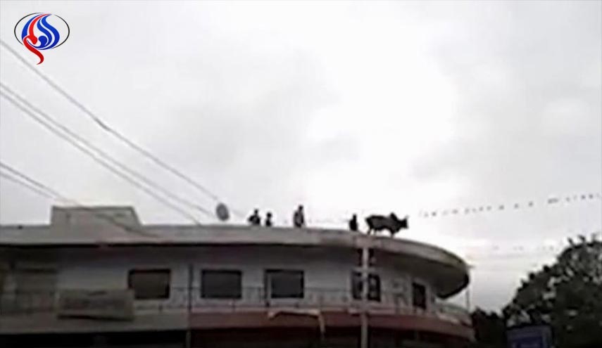 خودکشی گاو افسرده از ساختمان سه طبقه!+عکس