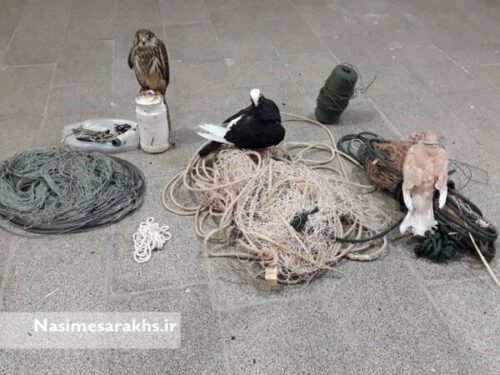 صیاد غیرمجاز پرندگان کمیاب در سرخس دستگیر شد