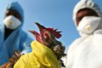 شیوع آنفولانزای حاد پرندگان در یکی از روستاهای سرخس
