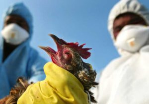 شیوع آنفولانزای حاد پرندگان در یکی از روستاهای سرخس