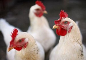 تشکیل ۶ پرونده گران‌فروشی مرغ زنده در سرخس