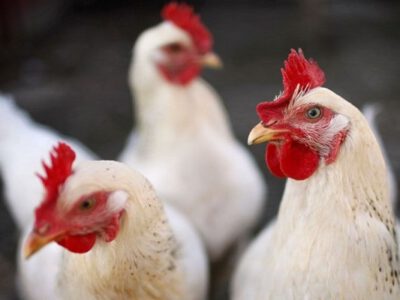 تشکیل ۶ پرونده گران‌فروشی مرغ زنده در سرخس