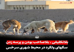 شیرهای ماداگاسکار در سرخس/ شهرداری سرخس فکری به‌حال جمع‌آوری سگ‌های ولگرد کند