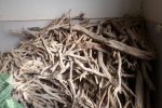 ۲۸۰۰ کیلوگرم چوب تاغ قاچاق در سرخس کشف شد