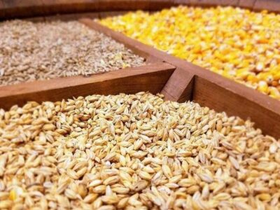 توزیع نهادههای یارانهای بین دامداران سرخس