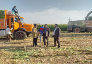 تضمین بخشی از نیاز دام سرخس با تولید ۲۱۶۰۰ تن ذرت علوفه‌ای