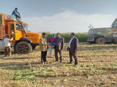 تضمین بخشی از نیاز دام سرخس با تولید ۲۱۶۰۰ تن ذرت علوفه‌ای