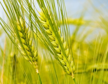افزایش ۴۳ درصدی «بیمه زراعت» در شهرستان سرخس