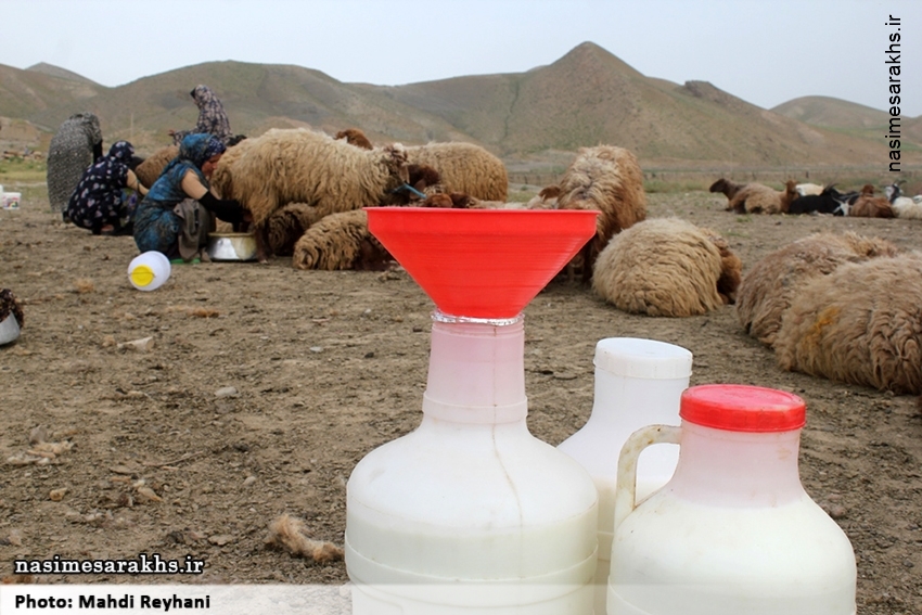 تصاویر/ شیر دوشی در روستای شوریجه سرخس