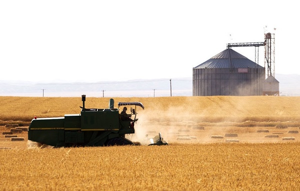 خرید تضمینی ۱۵ هزار ۳۵۲ تن گندم در سرخس/ ۵۰ درصد بهای گندم کشاورزان پرداخت شده است