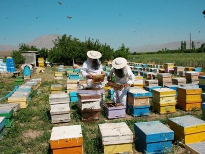 زنبورداران مهاجر در صورت عدم رعایت حریم در سرخس اخطار کتبی می‌گیرند