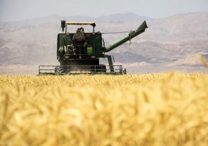 برداشت جو از مزارع سرخس آغاز شد