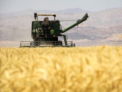 برداشت جو از مزارع سرخس آغاز شد